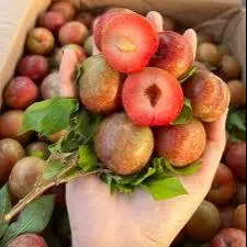 Hình ảnh Mận hà nội ( hộp 500g )