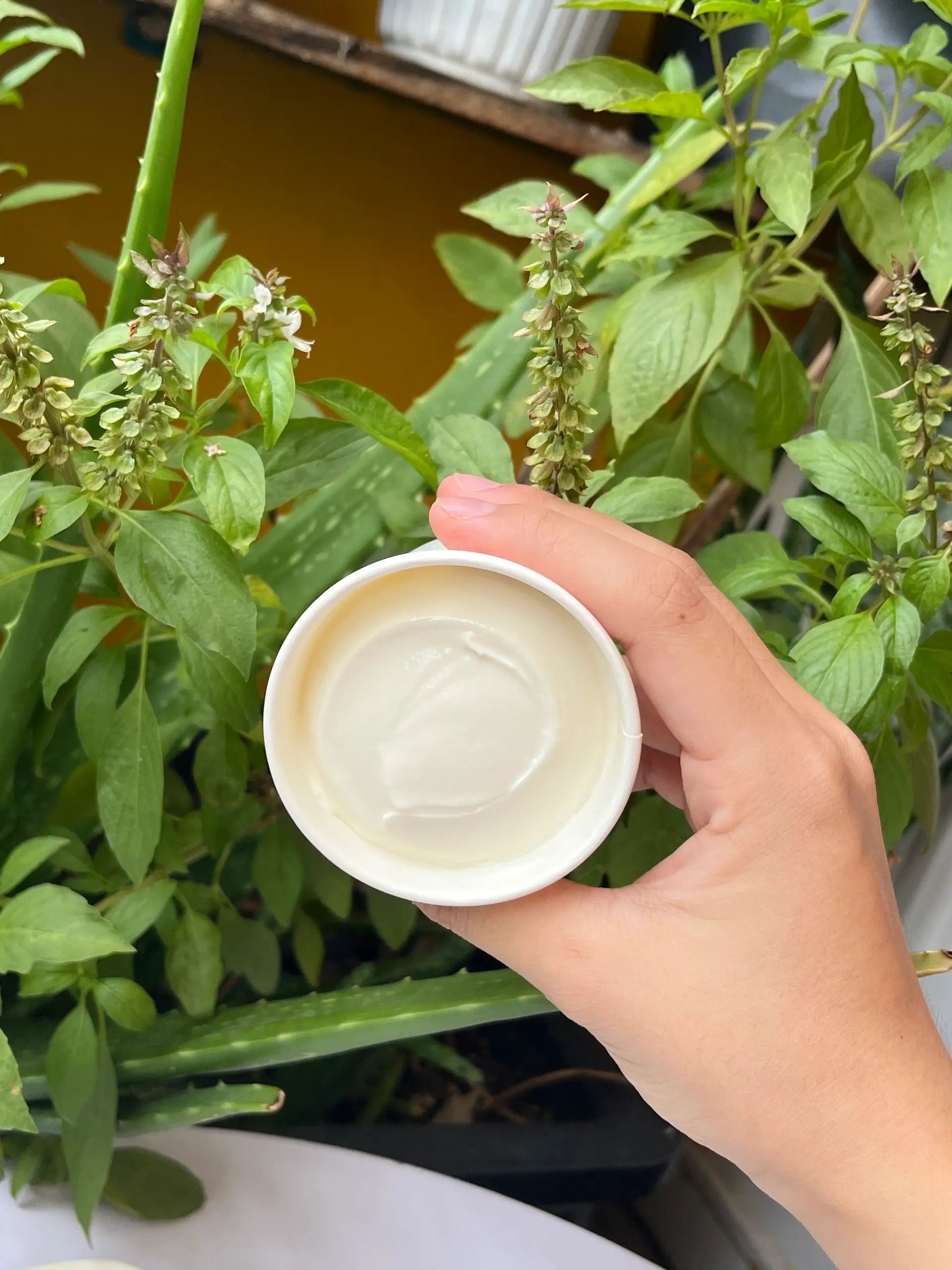 Hình ảnh (Không đường Kefir) Sữa chua Hy Lạp từ nấm sữa Kefir - hộp 125g