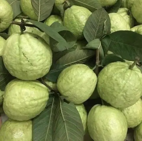 Hình ảnh 1 Hộp Ổi giòn cắt sẵn ( Kèm muối )