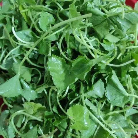 Hình ảnh Rau Má Sữa