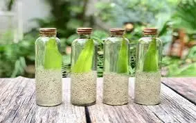Hình ảnh Hạt chia mủ trôm
