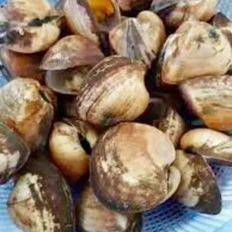 Hình ảnh Sò sữa nướng phô mai