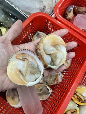 Hình ảnh Sò Dương