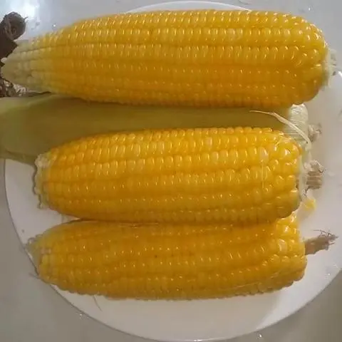 Hình ảnh bắp mỹ 1tr