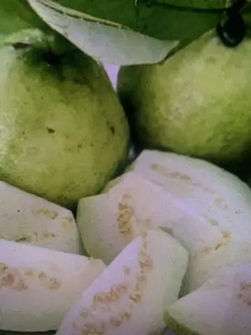 Hình ảnh Ổi