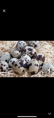 Hình ảnh trứng cút 3 quả