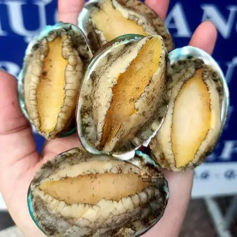 Hình ảnh Bào Ngư Thượng Hạng 1 Con