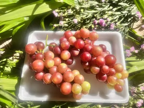 Hình ảnh Nho Phan Rang Sơ Chế Sạch - Khay 500g
