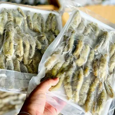 Hình ảnh Hải Sâm 1 Con