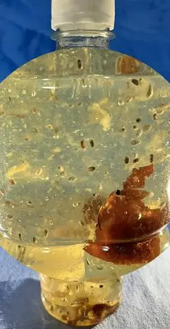 Hình ảnh Nha Đam, Hạt chia(Giải nhiệt,bổ dưỡng )