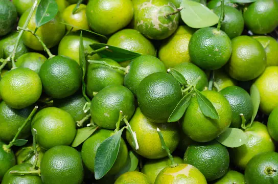 Hình ảnh Tắc (quả quất)
