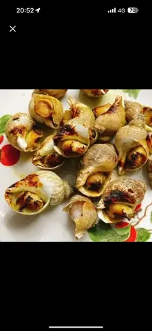 Hình ảnh Ốc Bulot nướng mọi