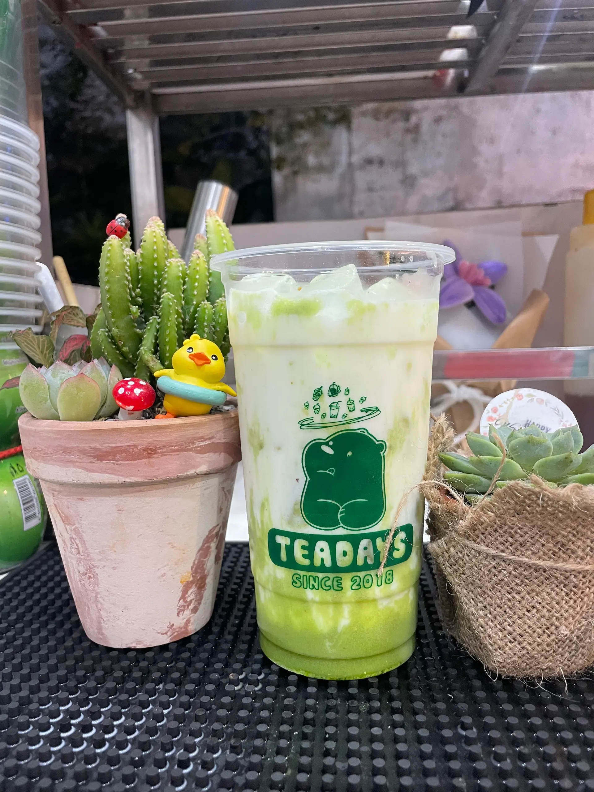 Hình ảnh Latta Hạt Dẻ Cười (L) pet