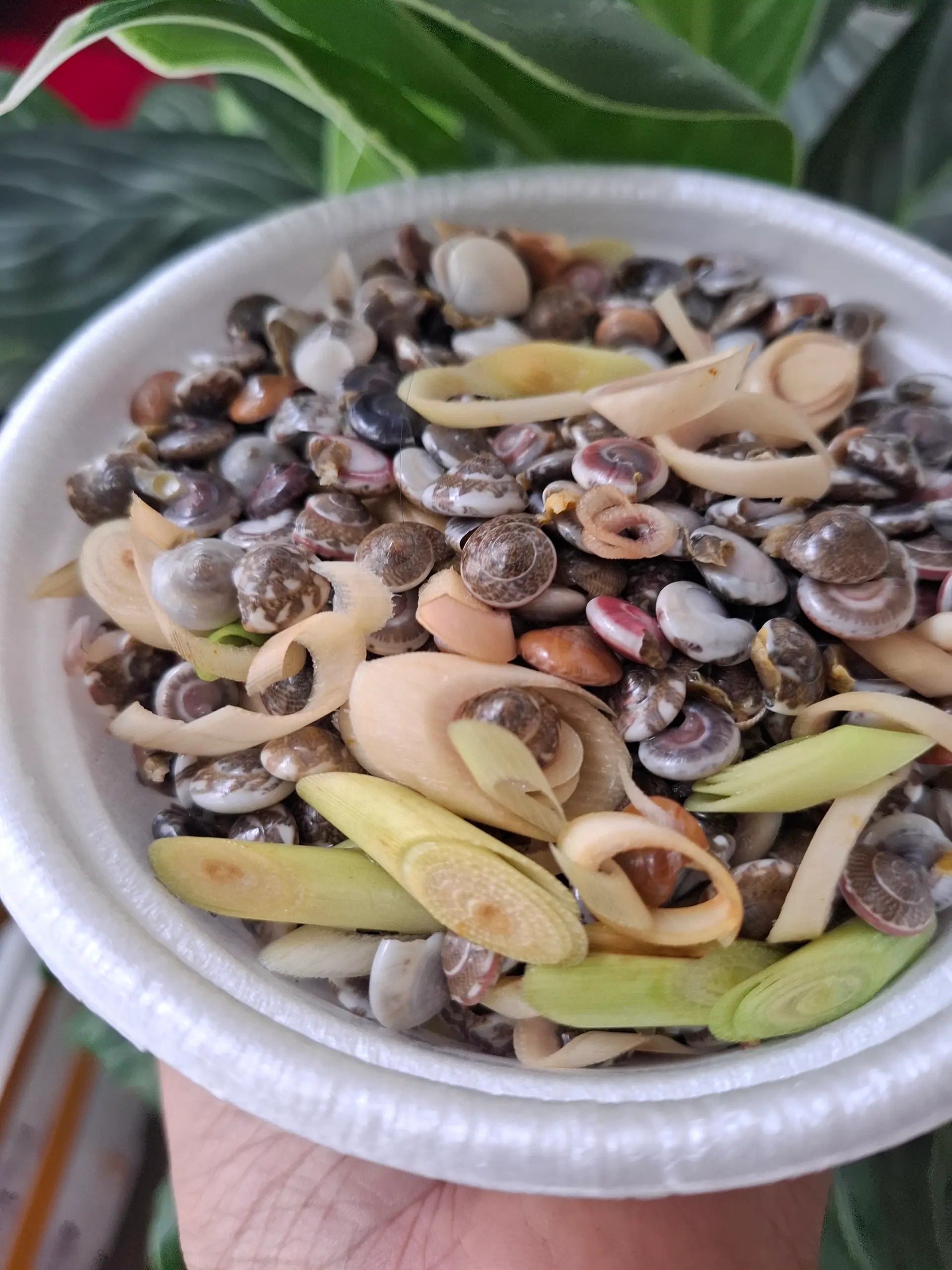Hình ảnh Ốc ruốctrung  luôc sả phần Nữa kg 