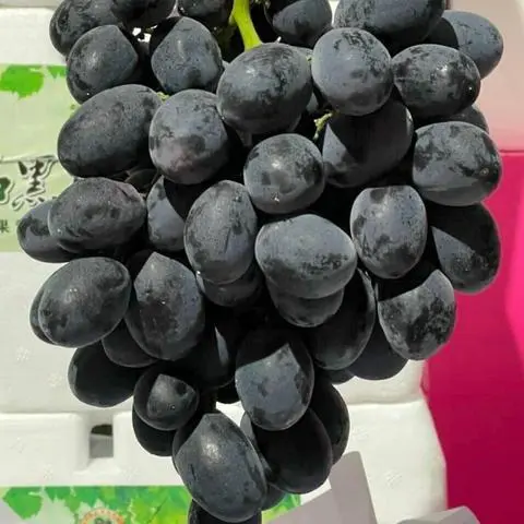 Hình ảnh Nho Đen Nhật Size To - 1kg