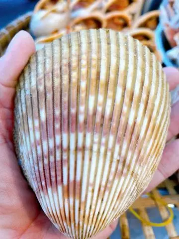 Hình ảnh Sò dương nướng nước mắm