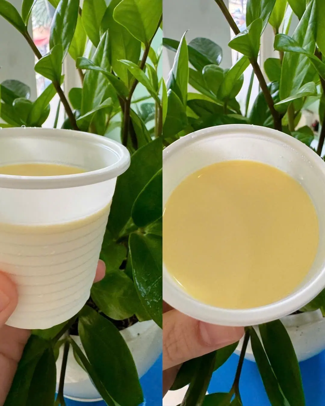 Hình ảnh Ya-ua phô mai Đà Lạt
