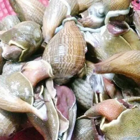 Hình ảnh Ốc muỗng nướng mỡ hành bơ