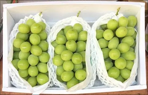 Hình ảnh NHO SỮA NHẬT BẢN ( sp bán nguyên chùm) 