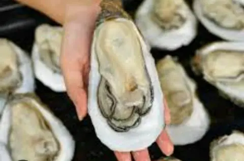 Hình ảnh Hàu đại dương nướng mọi 5 con