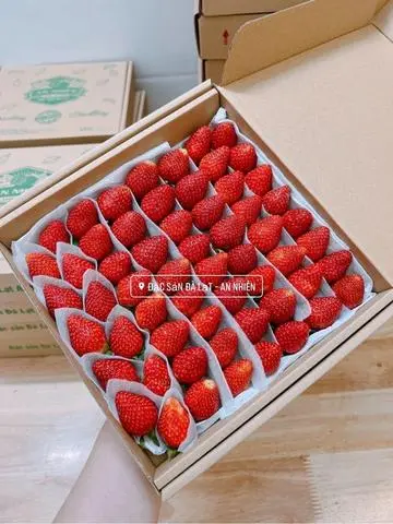 Hình ảnh Dâu Nhật skyberry size vừa