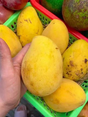 Hình ảnh Sinh Tố Xoài 