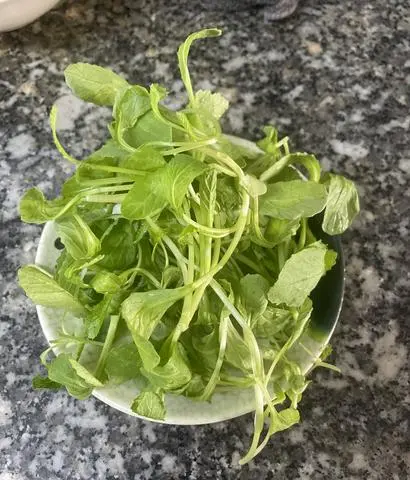 Hình ảnh Rầu cải con 