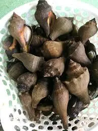 Hình ảnh ốc búa nướng mở hành 