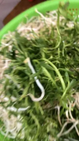 Hình ảnh RAu đắng mix giá đỗ