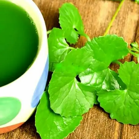 Hình ảnh Rau má organic bạc hà
