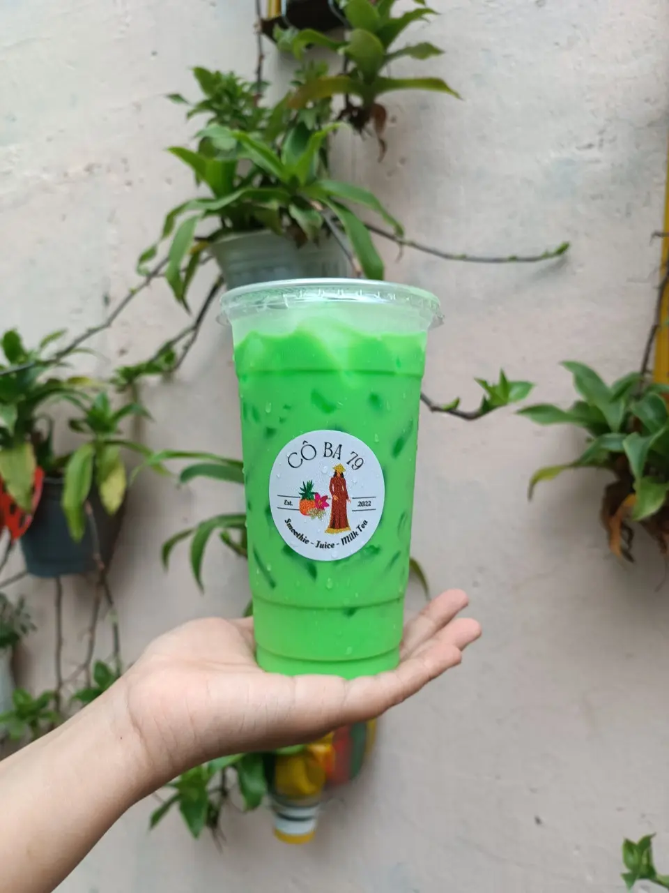 Hình ảnh Sâm Dứa Sữa - Size L