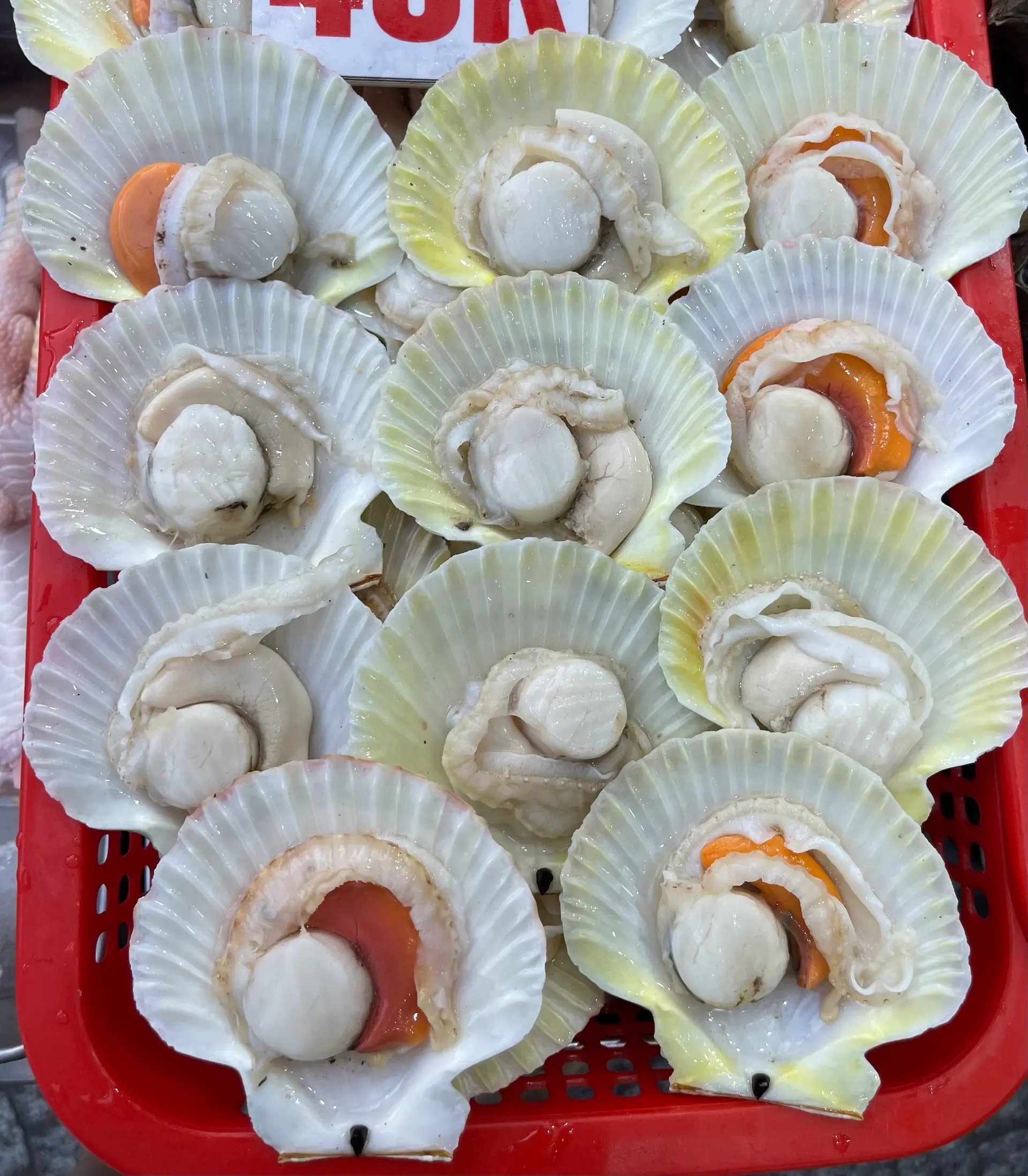 Hình ảnh Sò Điệp