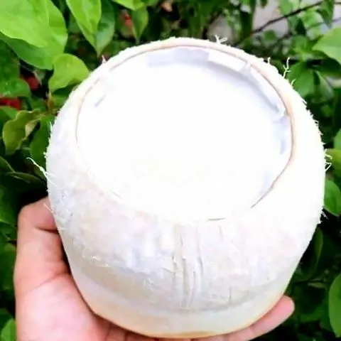 Hình ảnh Rau câu trái dừa truyền thống