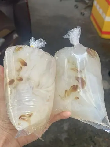 Hình ảnh Sứa Phần Thêm 