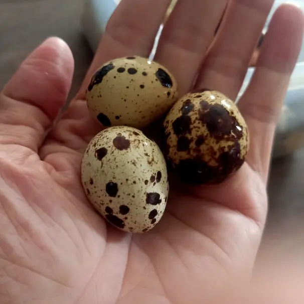 Hình ảnh trứng cút (LÒNG ĐÀO) 20 quả