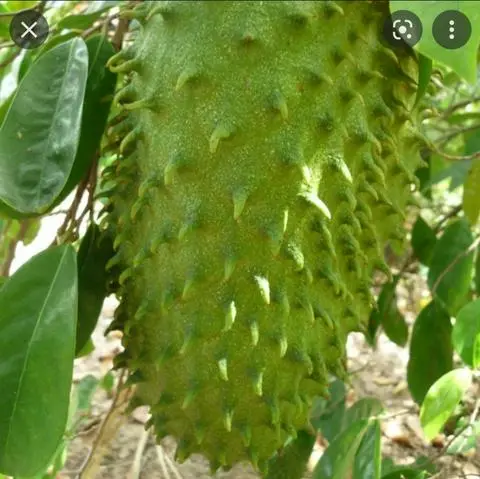 Hình ảnh Mảng Cầu Dằm