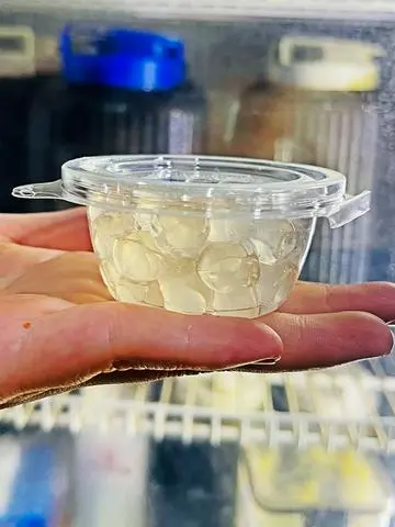 Hình ảnh Trân Châu Trắng 3Q