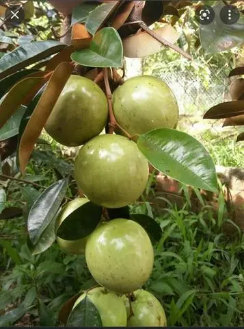Hình ảnh Vú Sữa Dằm