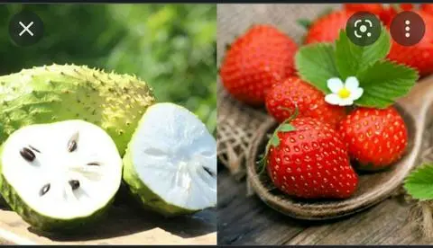 Hình ảnh Mảng Cầu Dằm Dâu Tây