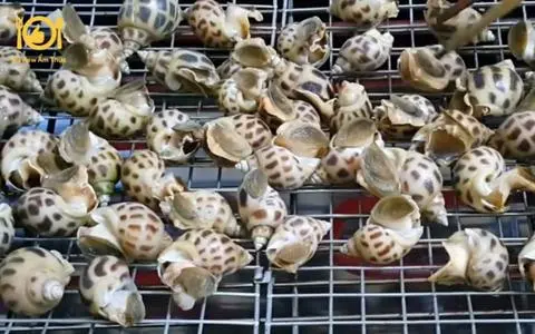 Hình ảnh ốc hương nướng mọi