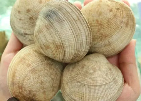 Hình ảnh Sò tộ hấp sả