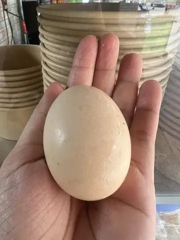 Hình ảnh trứng gà vữa 