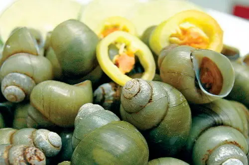 Hình ảnh Ốc Gạo Chấm Mắm Tắc 