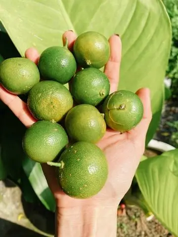 Hình ảnh Tắc