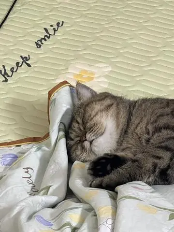 Hình ảnh Sinh Tố Gì Cũn Được