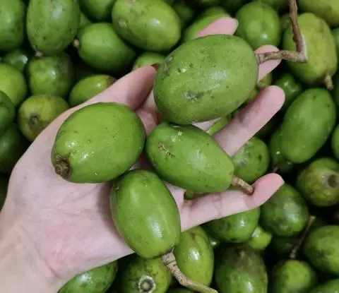 Hình ảnh CÓC + muối tây ninh 500g (chưa gọt vỏ)