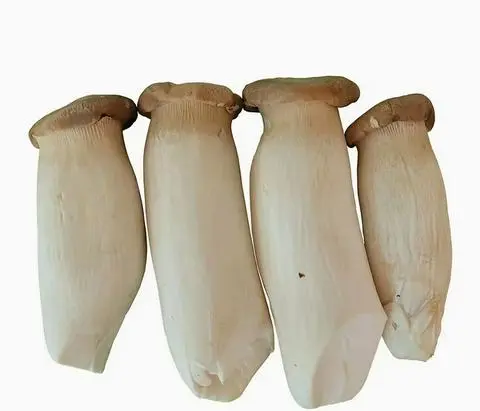 Hình ảnh nấm đùi gà 500g 