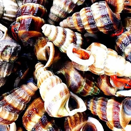 Hình ảnh Ốc len xào sả ớt