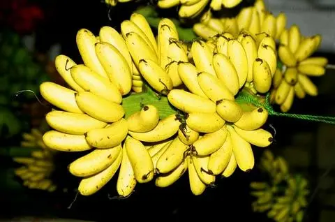 Hình ảnh chuối cao mẵn