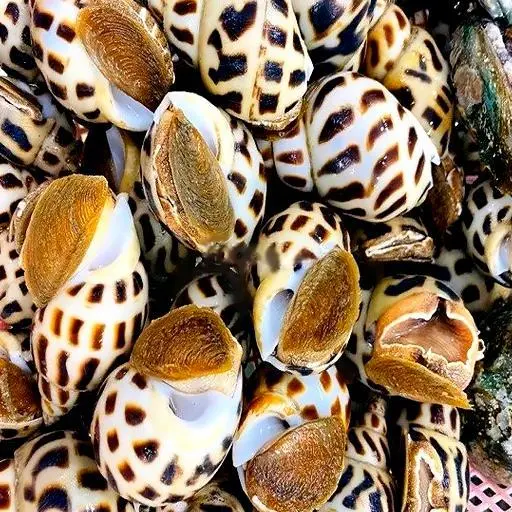 Hình ảnh Ốc hương xào phô mai
